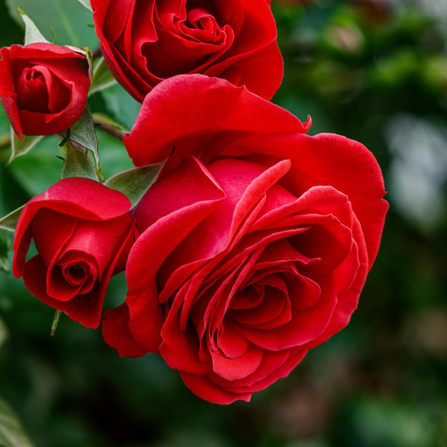 Roses and Valentine’s Day
